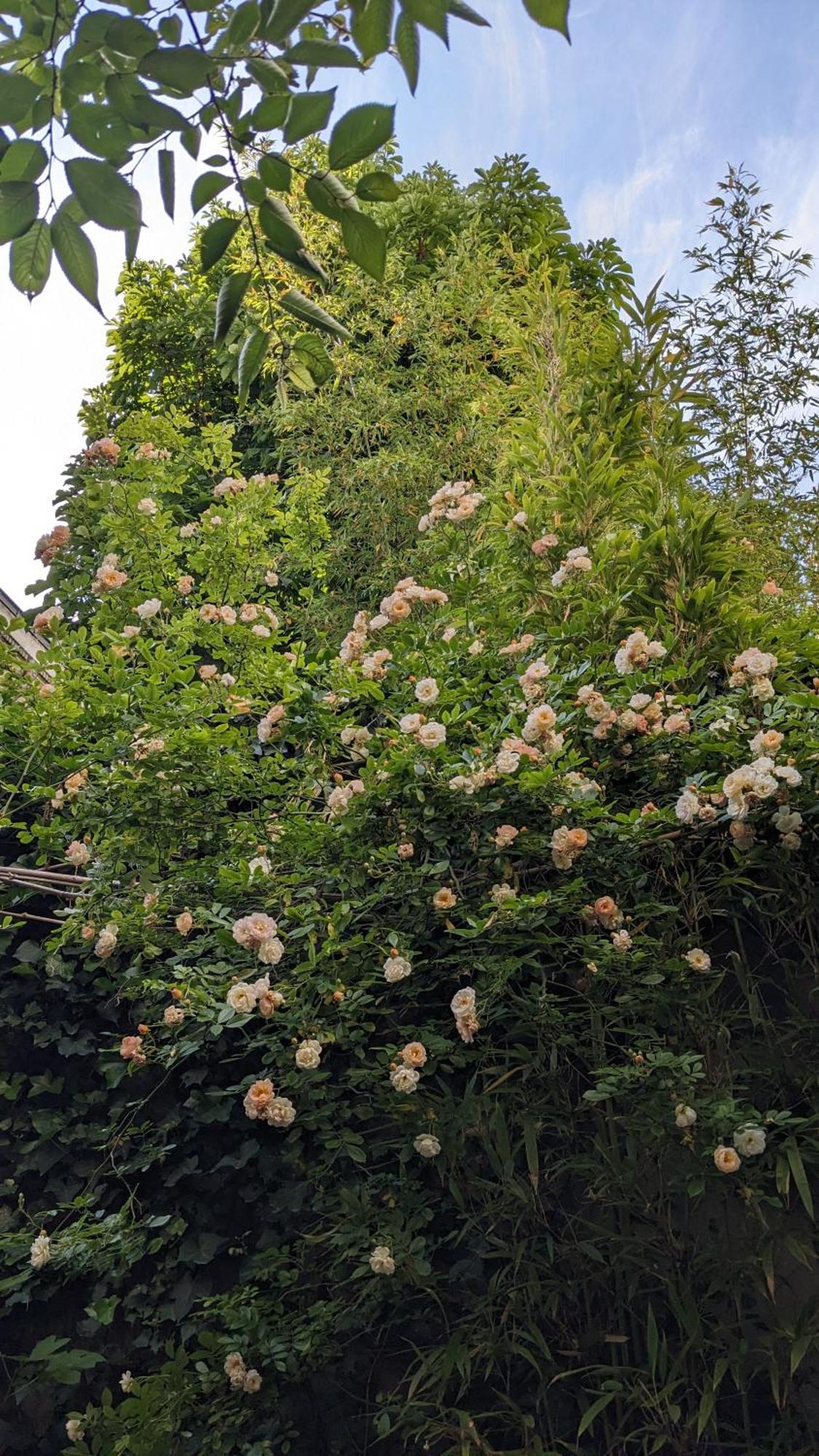 D'hotes Calmes Sur Jardin Batignolles * Paris